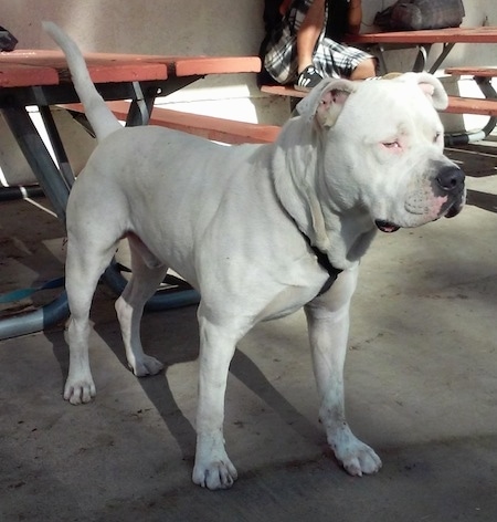 white pocket pitbull