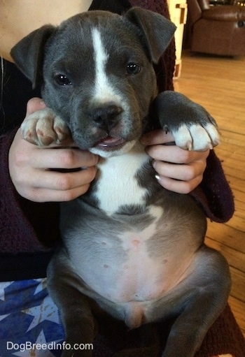 tri color pitbull puppies for sale near me