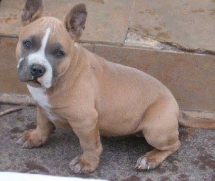 tri color bully puppies