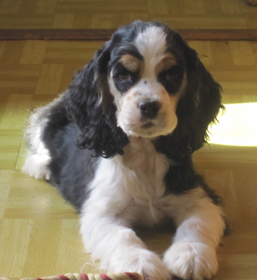 tricolor english cocker spaniel