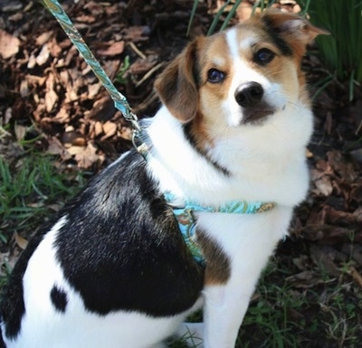 The right side of a tri-color American Eagle sitting in grass wearing a teal green harness and it is looking forward.