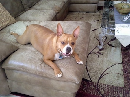 American French Bull Terrier laying on couch with motuh open