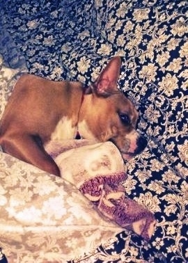 American French Bull Terrier laying down with a blanket