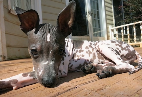 Close up - The front left side of an American Hairless Terrier puppy that is laying down on a wooden porch