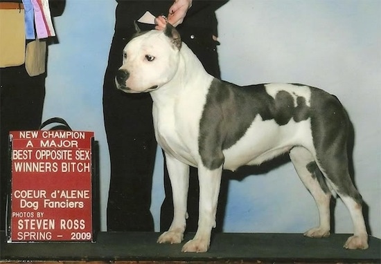 The left side of a white with black American Staffordshire Terrier that is standing on a platform, there is a person standing behind it and holding a ribbon.