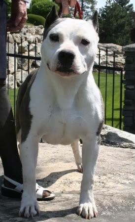 A white with black American Staffordshire Terrier is standing on a stone wall, to the left of it is a person holding the dogs collar.