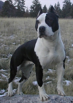 The front right side of a black and white American Staffordshire Terrier that is standing on a rock and it is looking forward.