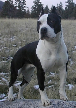 can a american staffordshire terrier live in malta