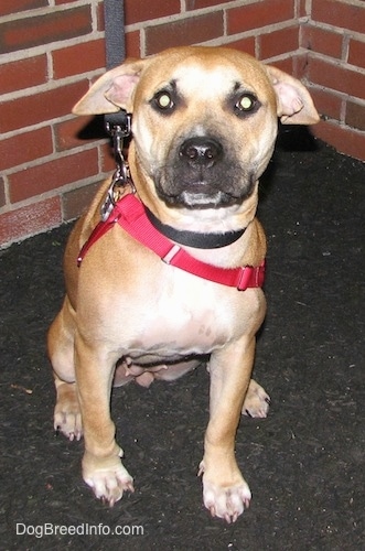 A red American Staffordshire Terrier puppy is sitting down on a blacktop surface and in front of a brick wall.