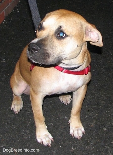 amstaff mix puppies