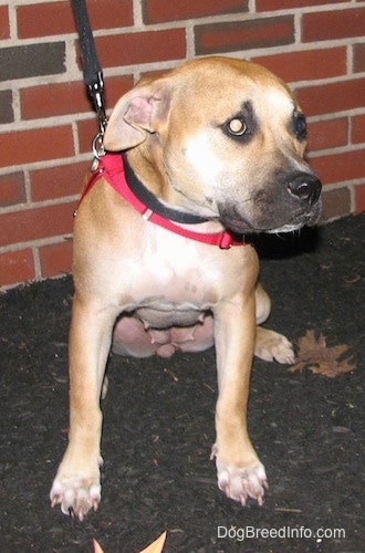 A red American Staffordshire Terrier puppy is sitting in front of a brick wall, on a blacktop, its ears are back and its head is low.