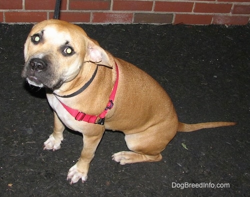 The left side of a red American Staffordshire Terrier puppy that is sitting across a blacktop surface and it is looking up.