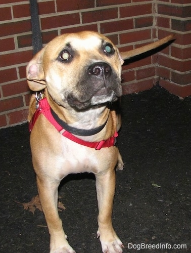 A red American Staffordshire Terrier puppy is standing on a blacktop, in front of a brick building, it is looking forward and it is looking up.