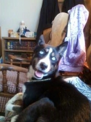 The back left side of a blue-eyed Aussie Siberian that is laying on a couch and it is looking forward.