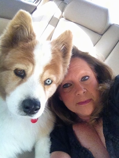 Close up - A sable and white Aussie Siberian puppy is sitting in the passenger seat of a vehicle. A lady next to it is getting close to it and taking a picture.