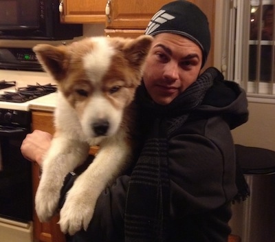 A person in all black is lifting up a sable and white Aussie Siberian puppy.