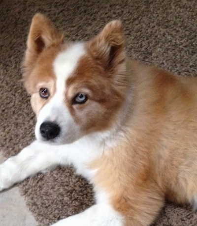 Close up - The left side of a sable and white Aussie Siberian puppy with one brown eye and one blue eye that is laying across a carpet