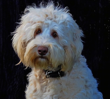 Close Up - A white Australian Cobberdog that is sitting and looking forward.