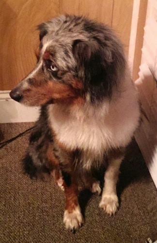 A merle Australian Shepherd is sitting on a carpet, next to blinds and it is looking to the left.