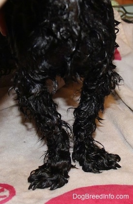 The front legs of a wet dog standing on a towel