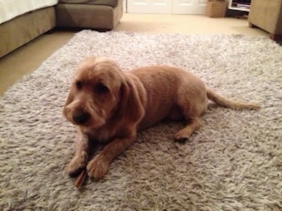 The front left side of a tan Basset Fauve de Bretagne that is laying across a rug with a dog treat between its paws