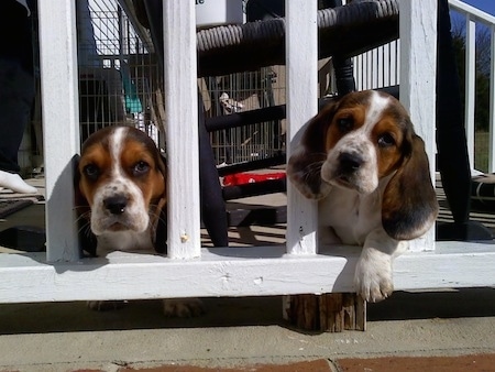 Daisy Duke and Rosce the Basset Hound puppies have there heads in between the porch railings
