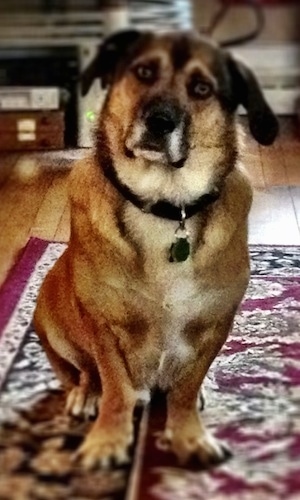 A short-legged, tan with black and white Basset Hound/German Shepherd mix dog is sitting on a rug and its head is slightly tilted to the right.