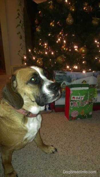The right side of a brown with white and black Beabull that is sitting in front of a Christmas tree and it is looking to the right.