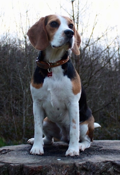 Koko the Beagle sitting on a tree stump