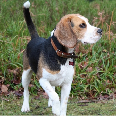 Koko the Beagle standing in front of tall grass and looking to the left with a front paw in the air