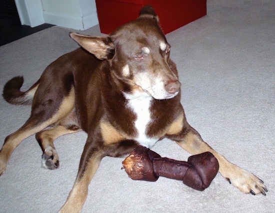 The front right side of a chocolate with tan and white Beaski is laying on a carpet with a rawhide dog bone in front of it.