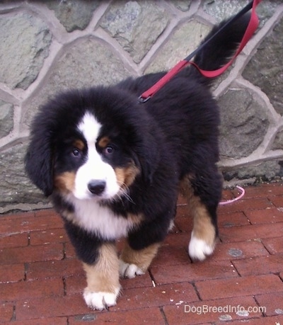 bernese mountain dog 8 weeks