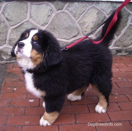 Marley the Bernese Mountain Dog puppy looking up at the sky