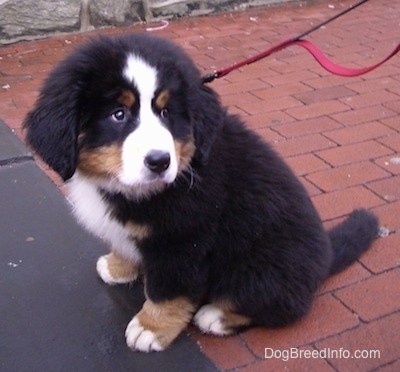 Marley the Bernese Mountain Dog puppy sitting on a brick sidewalk