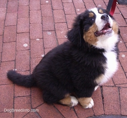 Marley the Bernese Mountain Dog puppy sitting on a brick sidewalk with its mouth open looking up at the camera