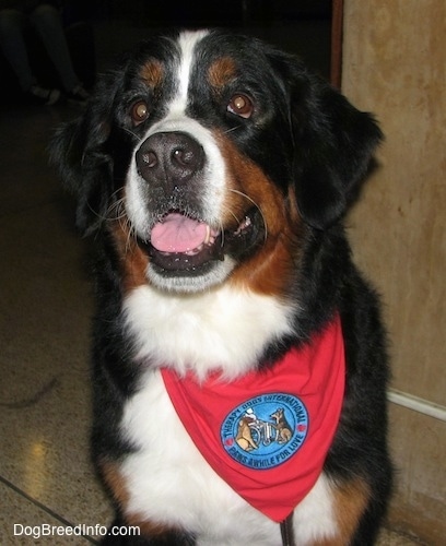 Close Up - Darla the Bernese Mountain Dog a wearing a red bandana with a patch that says 'therapy dog international, paws awhile for love' sitting on a tiled floor