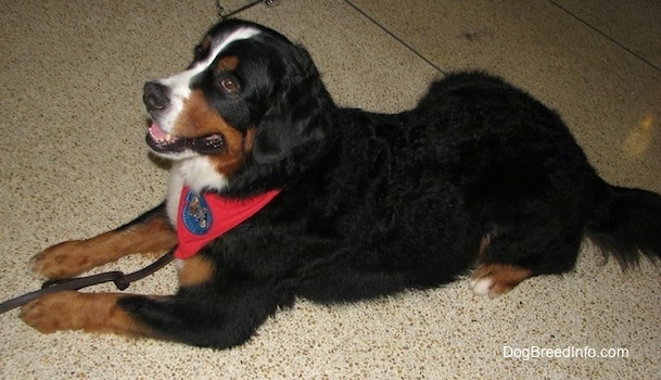 Darla the Bernese Mountain Dog is laying on the tiled floor