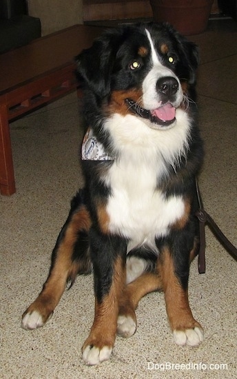 Bernese Mountain Dog Weight Chart