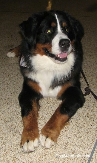 Harvey the Bernese Mountain Dog laying on a spotted tile floor with his mouth open