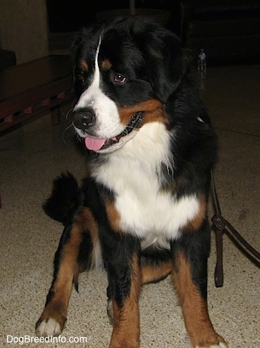 Harvey the Bernese Mountain Dog sitting on the floor with his mouth open and tongue out