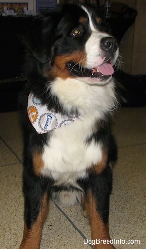Harvey the Bernese Mountain Dog wearing a bandana sitting on a brown and white tiled floor with his mouth open
