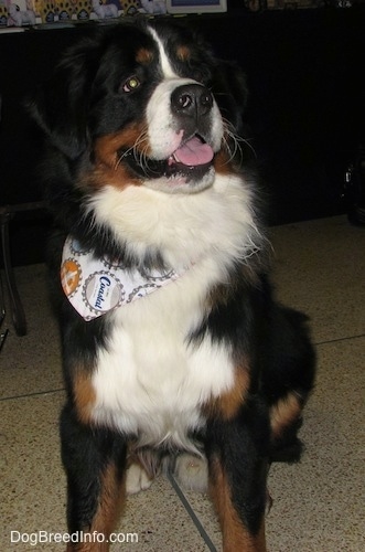 Harvey the Bernese Mountain Dog wearing a bandana sitting on a tiled floor with his mouth open and tongue out