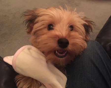 Archey the Bichon Yorkie puppy jumping up at a person's lap with the pink and white towel next to him