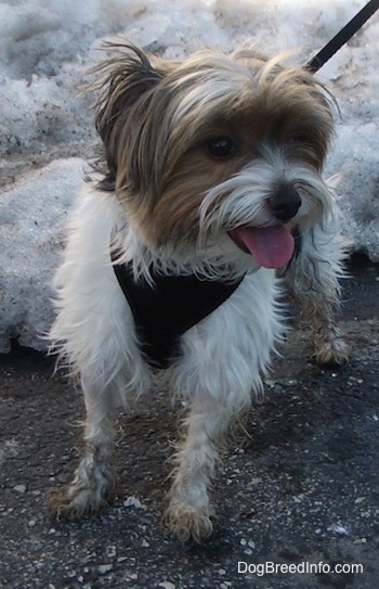 Murphy the Biewer standing on a blacktop surface in front of snow with a leash on and its mouth open and tongue out wearing a harness