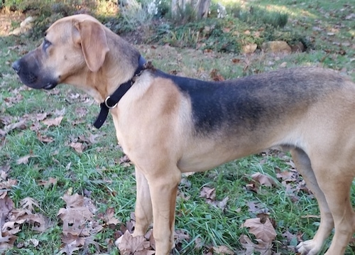 Right Profile - Gus the Black Mouth Cur