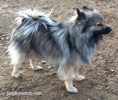 The right side of a white and black, Black Mouth Pom Cur that is standing across dirt.
