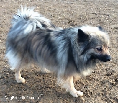 The right side of a white and black, Black Mouth Pom Cur that is standing across mud and it is looking to the right.