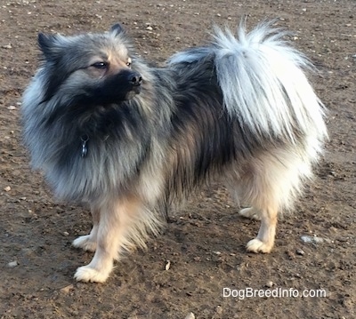 The left side of a white and black, Black Mouth Pom Cur standing in dirt looking behind it