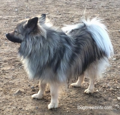 The front left side of a white and black, Black Mouth Pom Cur that is standing across dirt and it is looking to the left.