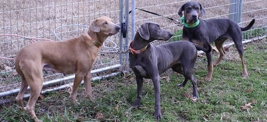 texas blue lacy puppies